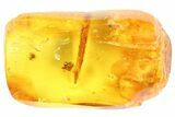 Fossil Mothfly & Spider In Baltic Amber #81667-3